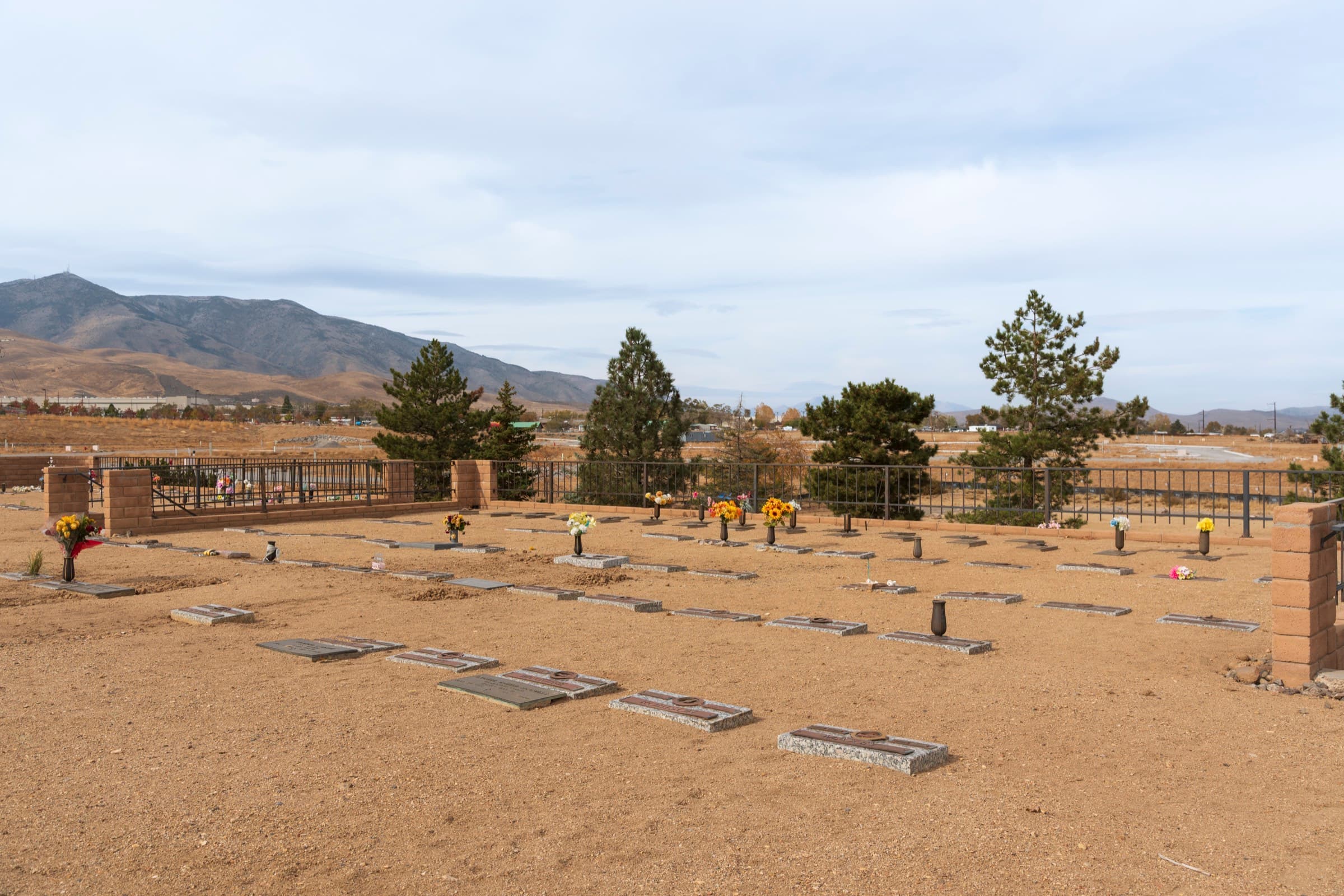 Pines and open grounds beneath the mountains